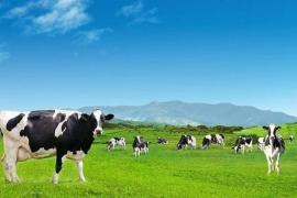 Lộ diện 20 nhà đầu tư lớn nhất nắm giữ 80% vốn Vinamilk: Nhiều cái tên đình đám toàn cầu từ HSBC, Prudential, JPMorgan, Vanguard