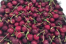 Cherry với giá siêu rẻ “bao ngon”