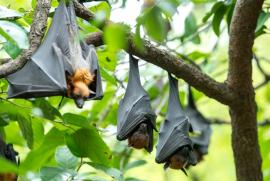 Căn bệnh nguy hiểm mà WHO và Bộ Y tế yêu cầu giám sát chặt chẽ có khả năng lây truyền và tử vong cao lên tới 88%